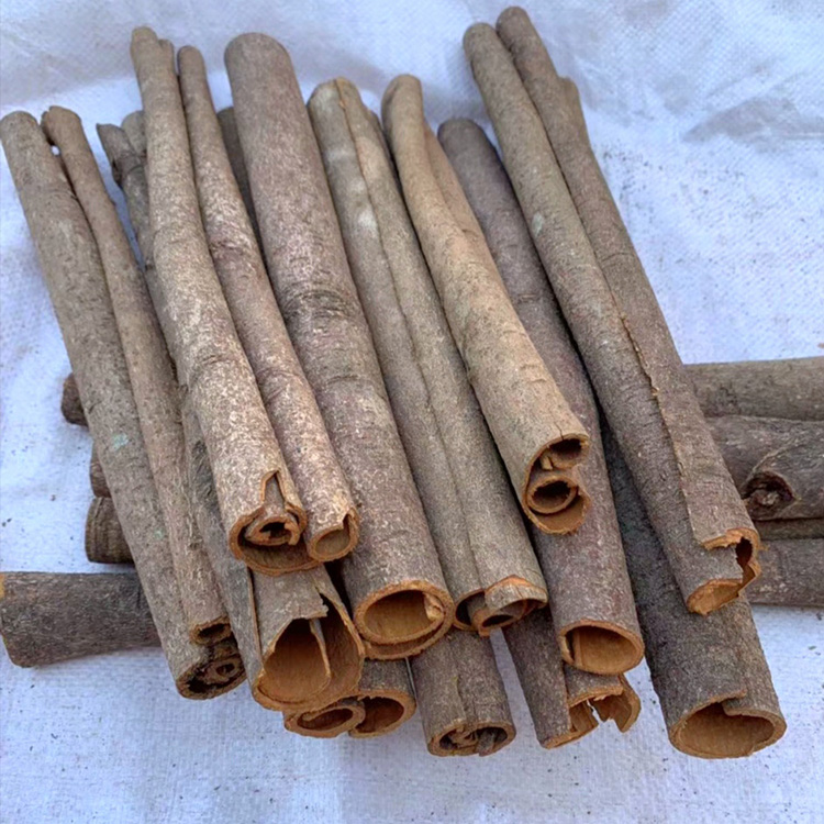 1784799457563240.jpg Split Cassia (2).jpg